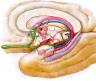 The Limbic System