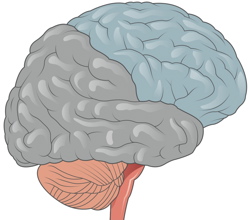 Human Brain
