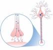 Neuronal Synapse
