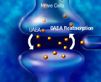 GABA Receptor