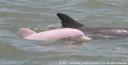 The pink dolphin
