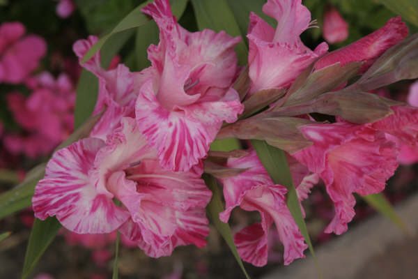 Beautiful flowers-David