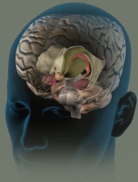 Brain