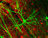 Neurons