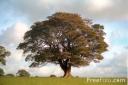 sycamore tree