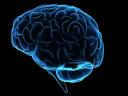 brain health and brain fitness