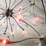 neurons