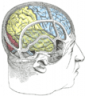 107px-gray1197thumbnail