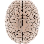 Brain